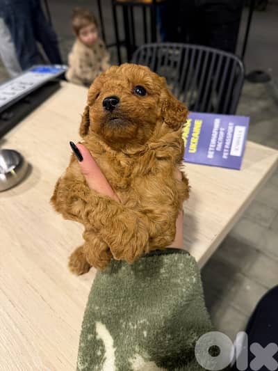 toy poodle for sale