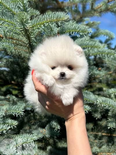 Adorable Pomeranian teacup imported - Delivery available