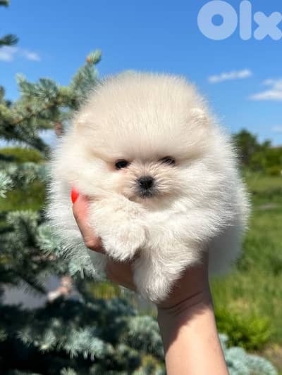 High Quality Teacup Pomeranian puppy imported - Delivery available