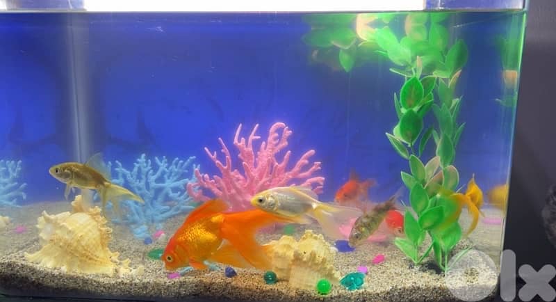 Customised Aquarium 1