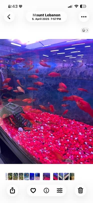 Customised Aquarium 2