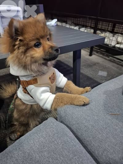 pomeranian male puppy