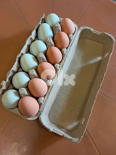 Unbreakable Bouncing Eggs