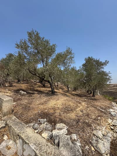 عقار مميز للبيع في الكفور النبطية-Special Land for Sale Kfour Nabatieh