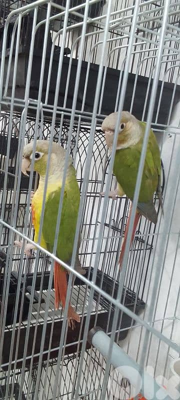 جوز كونيور  اناناس