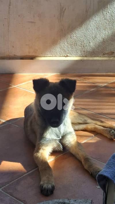 MALINOIS PUPPY