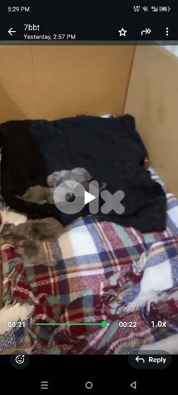 بليز بدي حدن عندو بسينة عم ترضع للضرورة