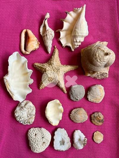 مجموعة صدف بحري وأحجار طبيعية