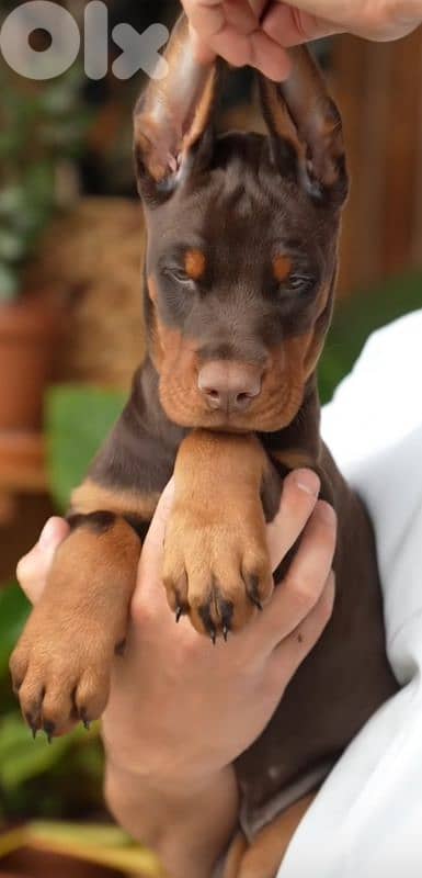 doberman europe