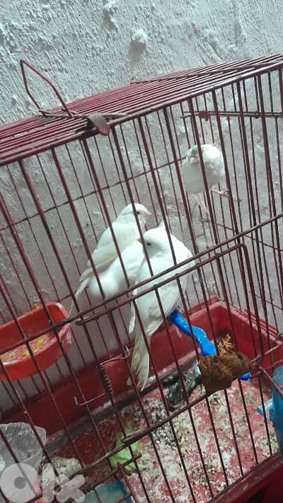 صور لعباسية