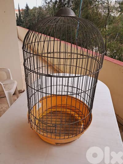 Parrot كتير مرتب