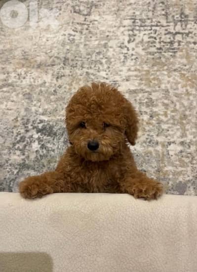 MINI TOY POODLE