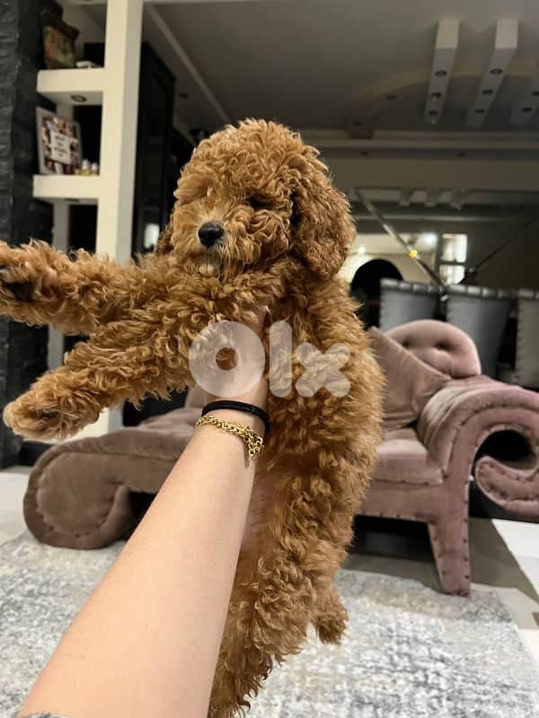 MINI TOY POODLE 2