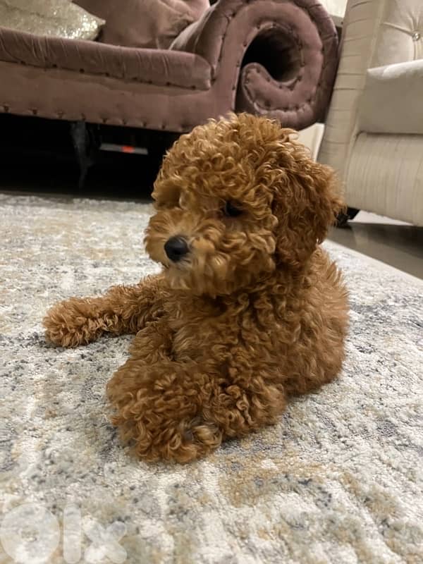 MINI TOY POODLE 3