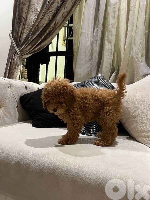 MINI TOY POODLE 4