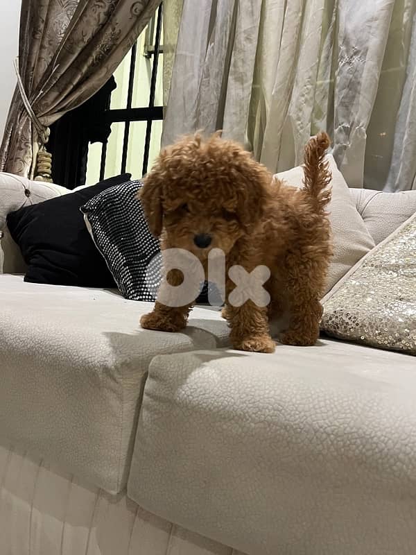 MINI TOY POODLE 5