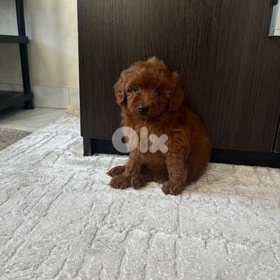 poodle brown puppy