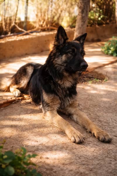 ذكر جيرمن مالينوا شبيرد عمر 8 شهور / 81783237