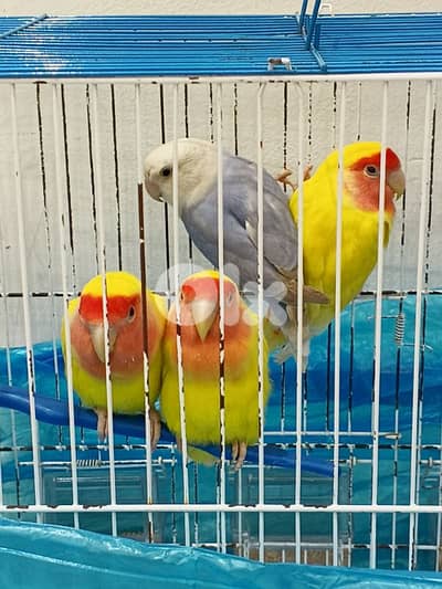 جوزين روز عمر زواج مرتبين و حلوين