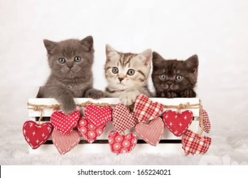british kittens 1