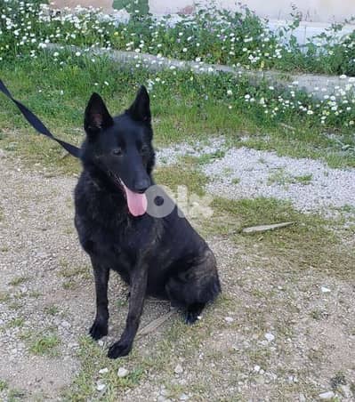 Dutch shepherd puppies