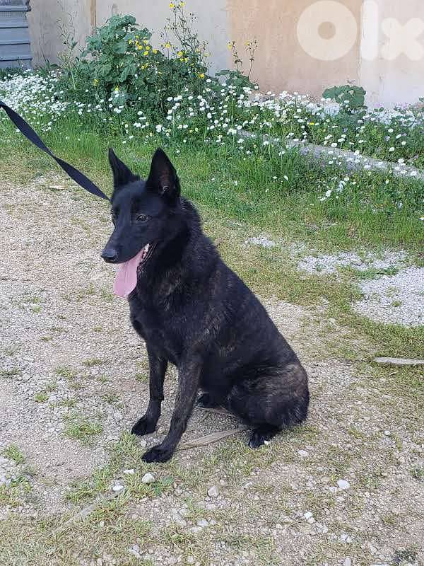 Dutch shepherd puppies 1