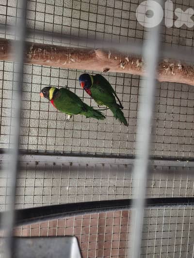 فراخ كوكتيل وجوز لوري مع dna