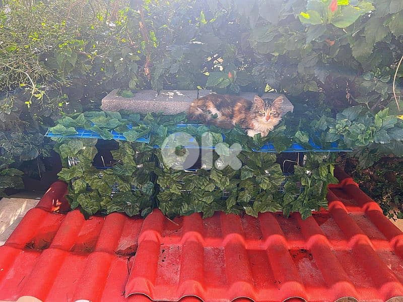 Outdoor Cat House Waterproof amazing idea !! 2