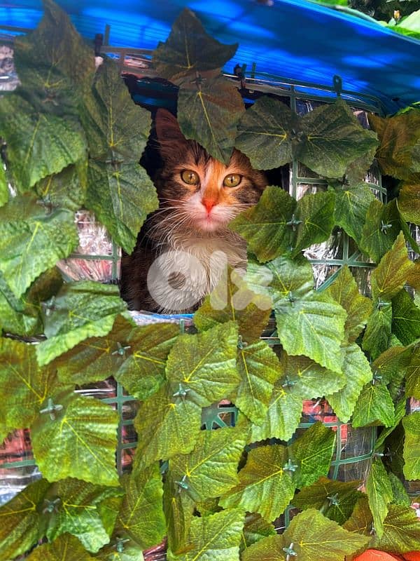 Outdoor Cat House Waterproof amazing idea !! 11