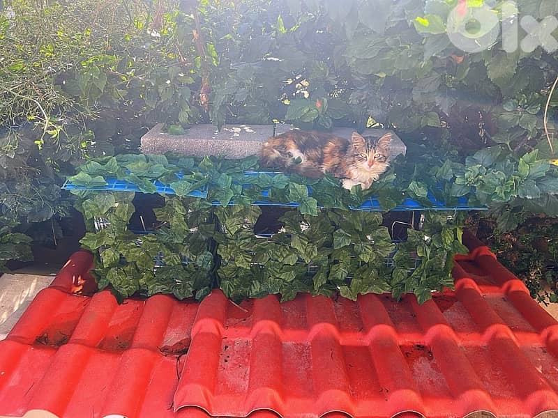 Outdoor Cat House Waterproof amazing idea !! 2