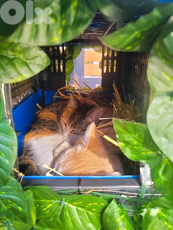 Outdoor Cat House Waterproof amazing idea !! 10