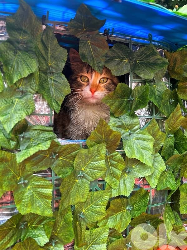 Outdoor Cat House Waterproof amazing idea !! 11