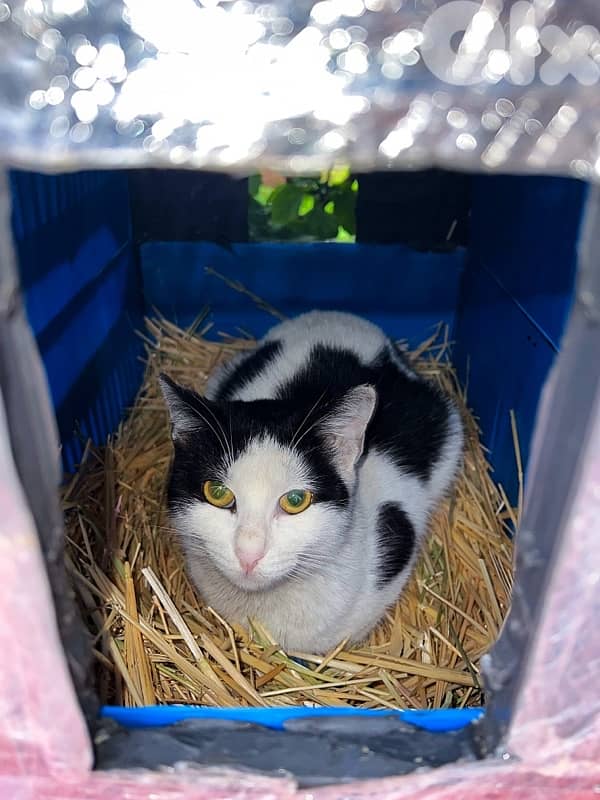 Outdoor Cat House Waterproof amazing idea !! 4