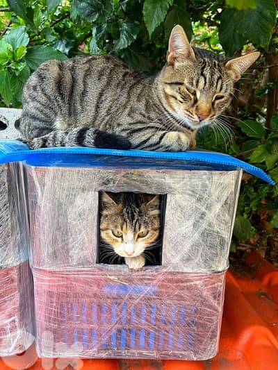 Outdoor Cat House Waterproof amazing idea !! wtsp 78888700