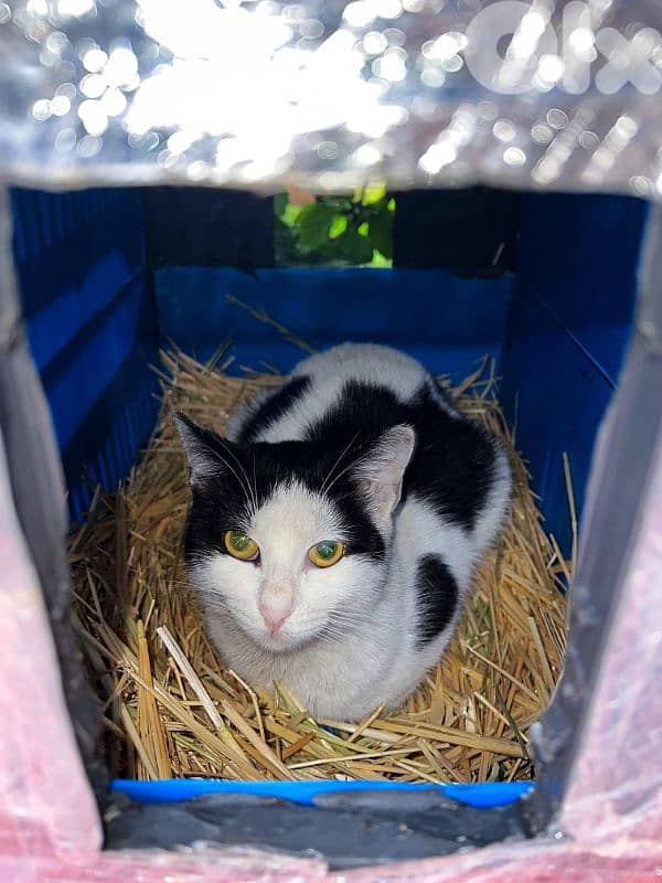 Outdoor Cat House Waterproof amazing idea !! 4