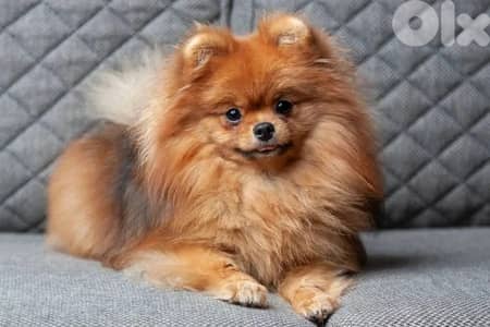 dog Pomeranian 1.5 years