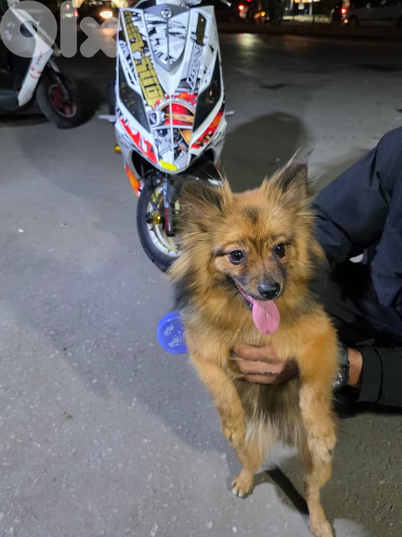 dog Pomeranian 1.5 years 1