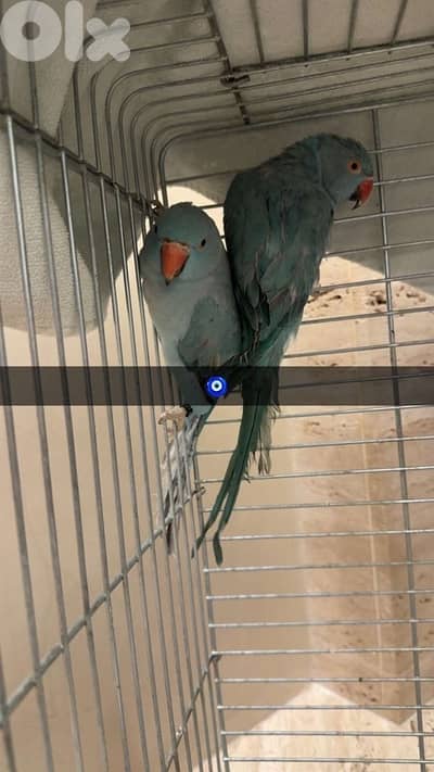 indian ringneck blue