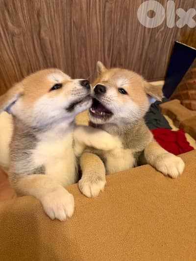 Japanese akita 50 days