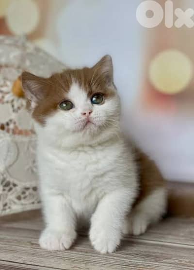 أحلى الأسعار