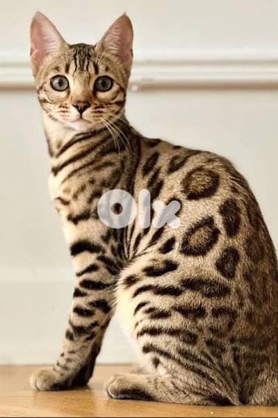 female bengal
