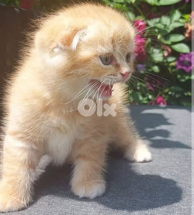 Scottish fold orange male