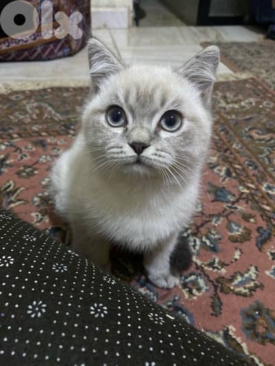 ragdoll kitten