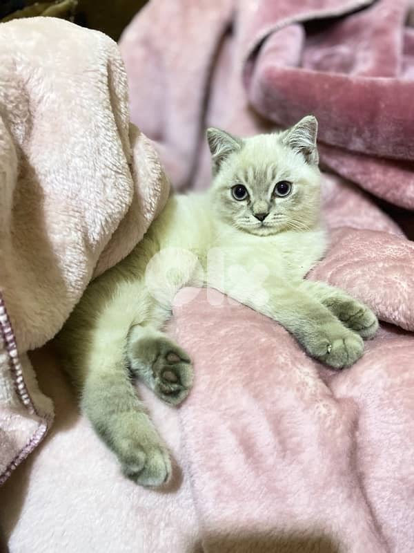 ragdoll kitten 2
