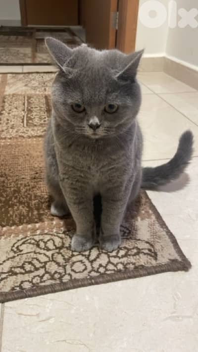 british shorthair