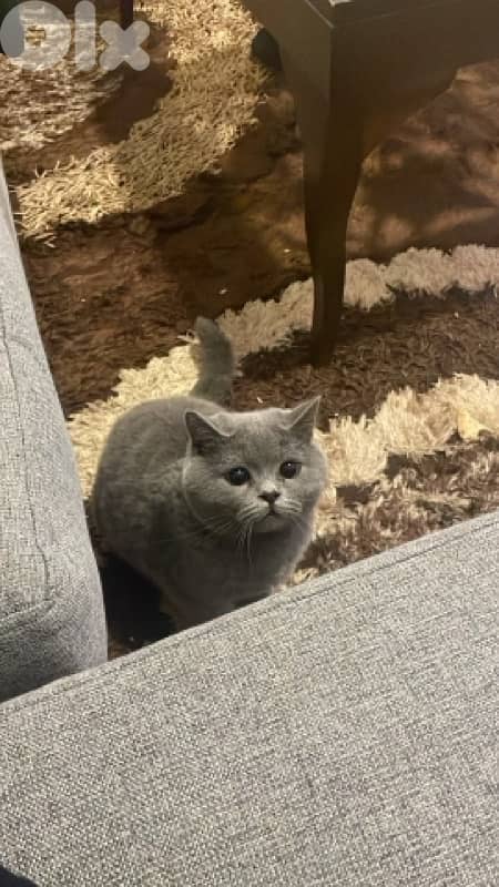 british shorthair 1