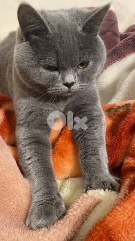 british shorthair 2
