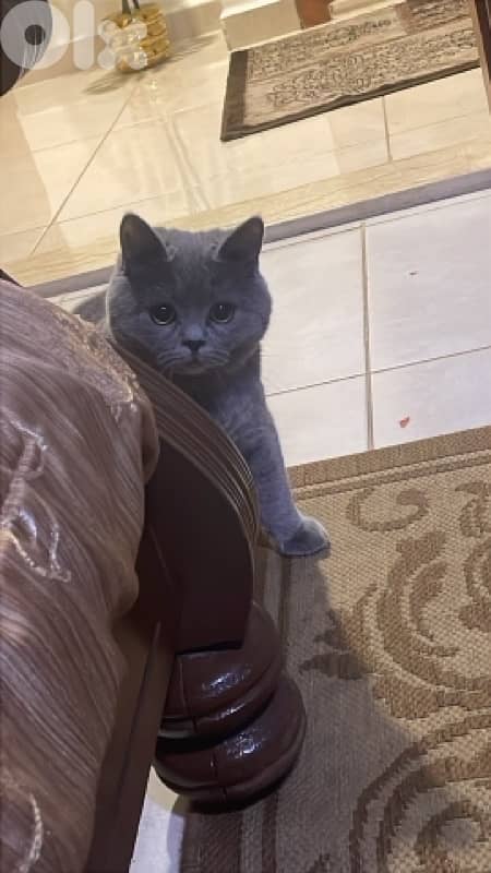 british shorthair 3
