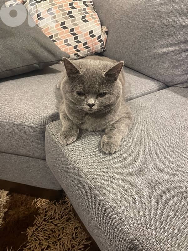 british shorthair 4