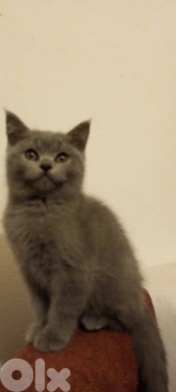 for sale 81181204 whatsup only plz